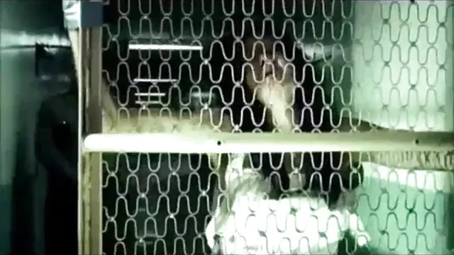 A cabra video de sexo amador nacional põe a mão no cotovelo no ânus na cozinha.