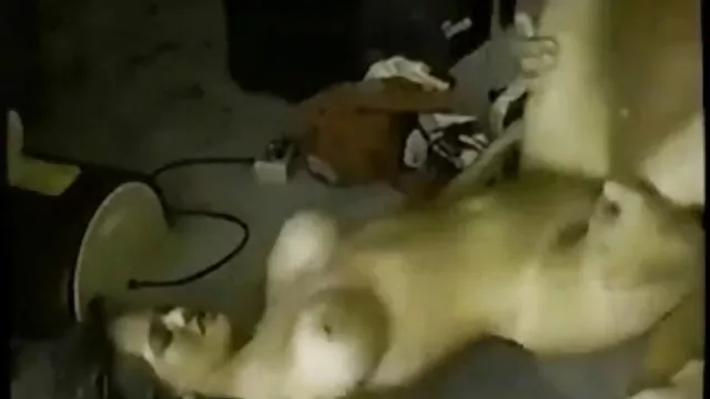 A sua quarta vez a ser chupada pela BBC! Chupar pilas antes de montar uma grande picha preta videos de sexo anal nacional